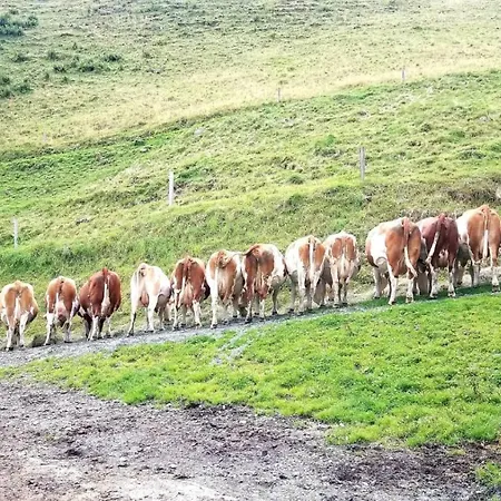 Herzogbauer Apartmán