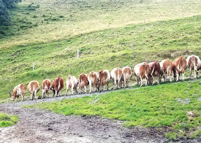 Herzogbauer Apartmán