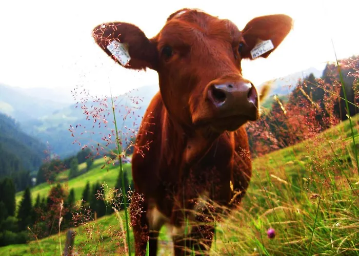 Herzogbauer Apartmán *